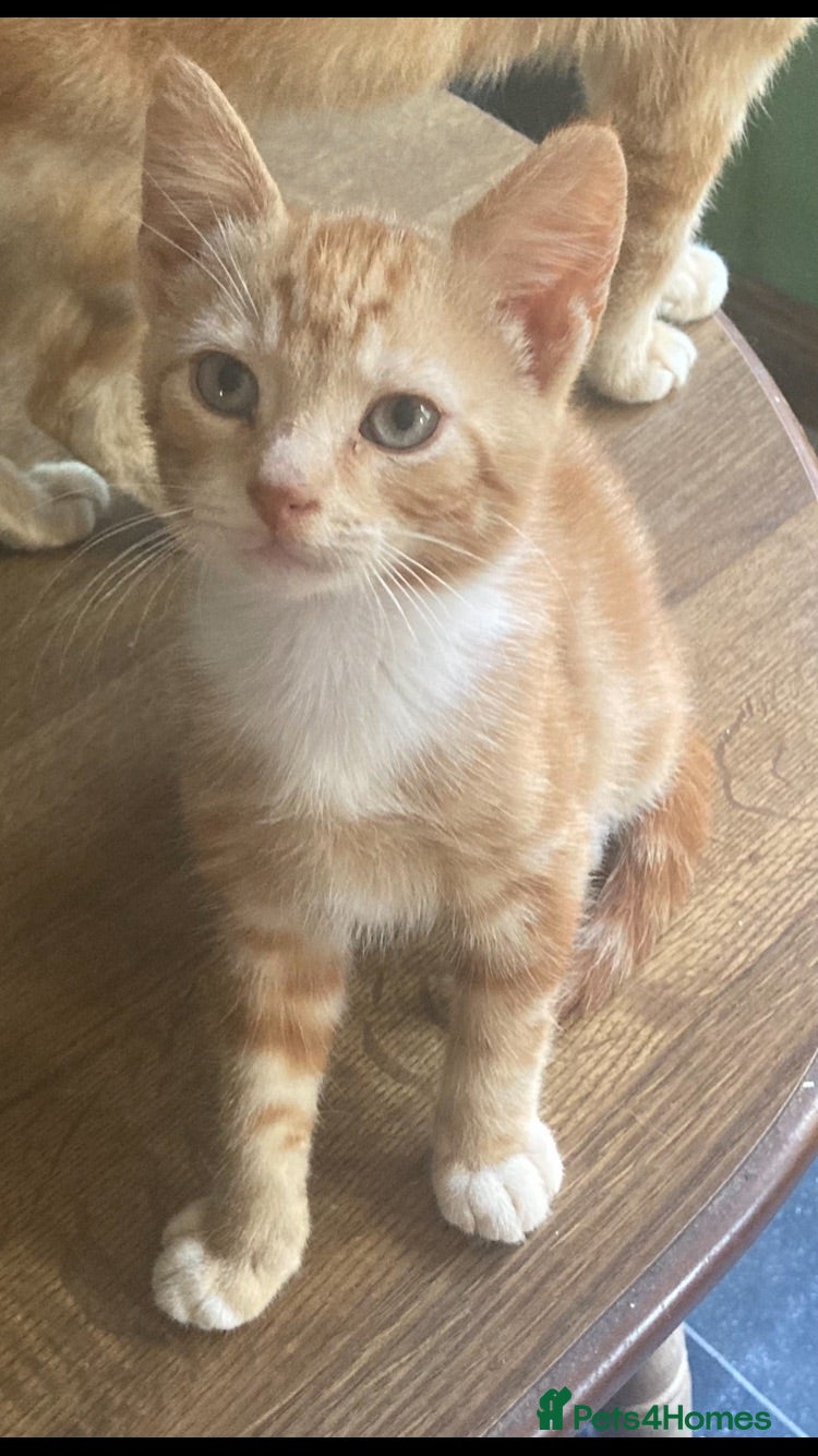 Mixed Breed cats 2 Gorgeous ginger Kittens - Advert 14
