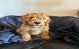 Cockapoo dogs for sale: 5 Gorgeous F2 Cockapoo Puppies Remaining!! 🐶 - Image 8