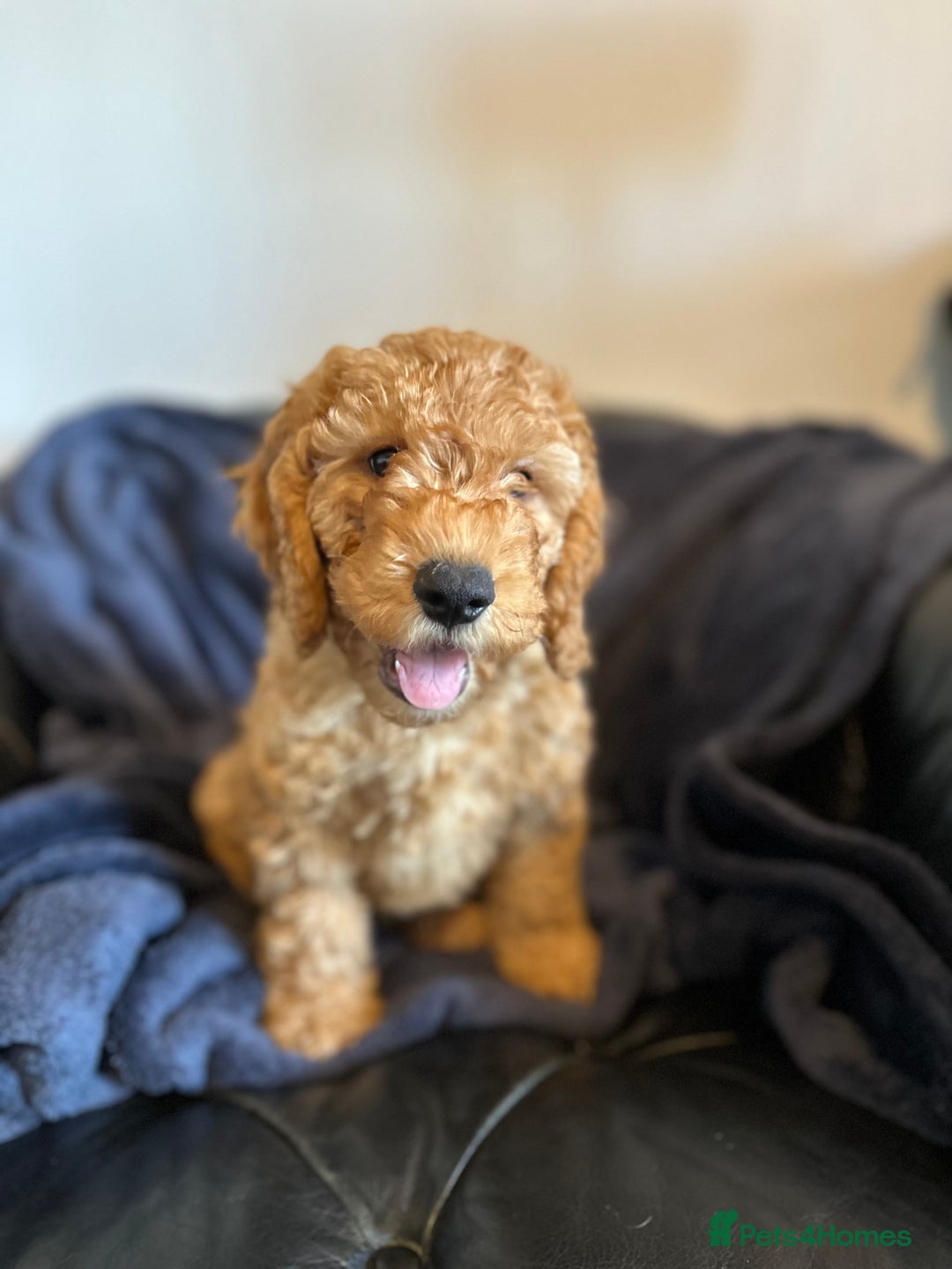 Cockapoo dogs for sale: 5 Gorgeous F2 Cockapoo Puppies Remaining!! 🐶 - Image 8