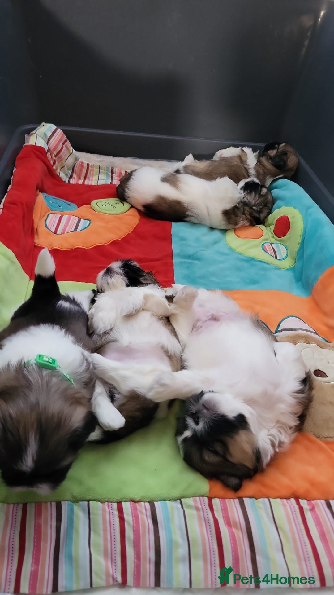 Shih Tzu dogs for sale: Beautiful shihtzu puppies  - Advert 9