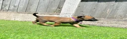 Belgian Shepherd Dog dogs for sale: KC Belgian Malinois Puppys for sale - Advert 26