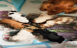 Mixed Breed dogs for sale: Stunning health tested sprollie x cocker  - Image 19