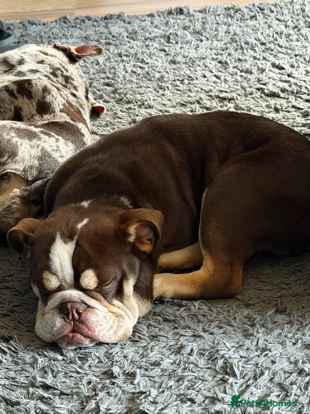 English Bulldog dogs for sale: Stunning 8 month old full English bulldog 💙 - Advert 2