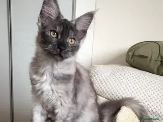 Maine Coon cats Maine coon kittens - Advert 4