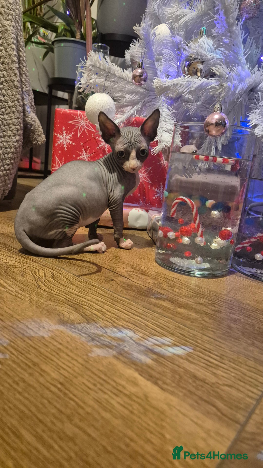 Sphynx cats for sale: Exclusive Sphynx Kittens Looking for Forever Homes - Advert 28