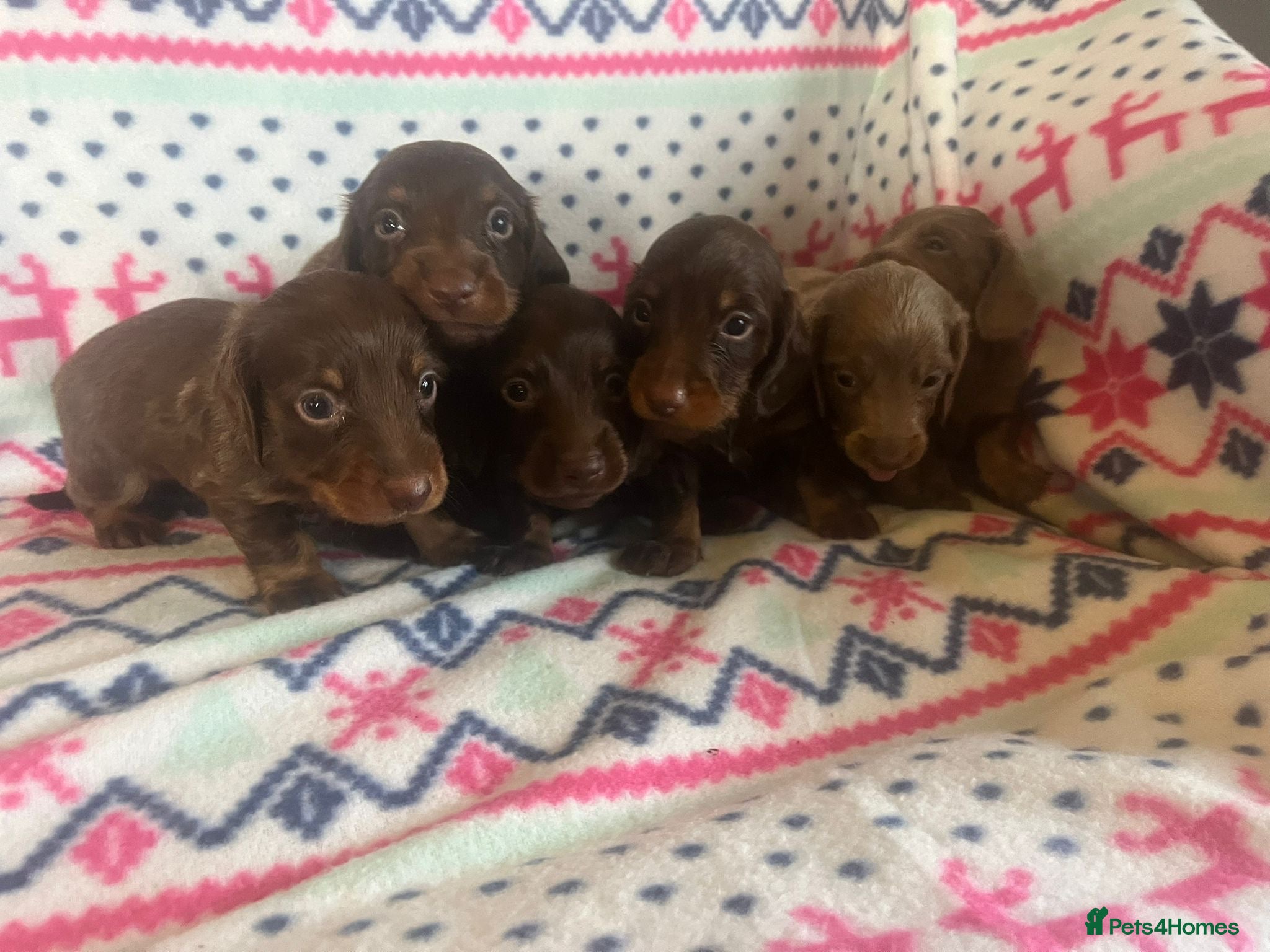 Miniature Dachshund dogs Miniature dachshund puppies  - Advert 3