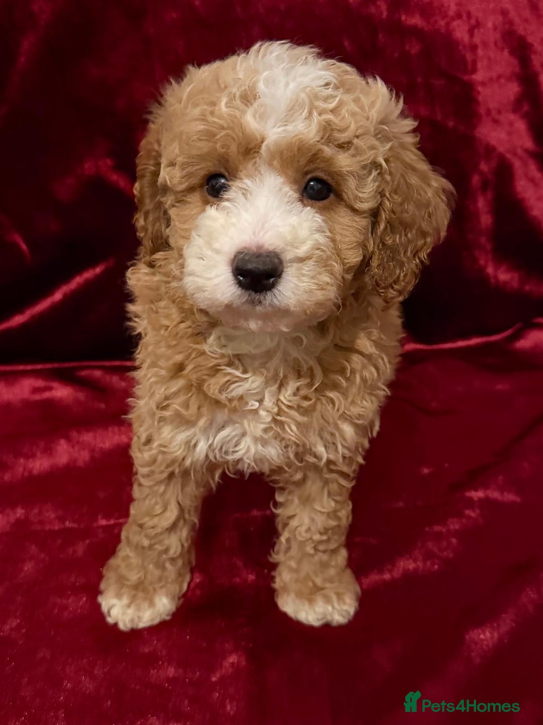 Maltipoo dogs for sale: READY TO LEAVE!! BEAUTIFUL LITTER OF F1B MALTIPOOS - Advert 3