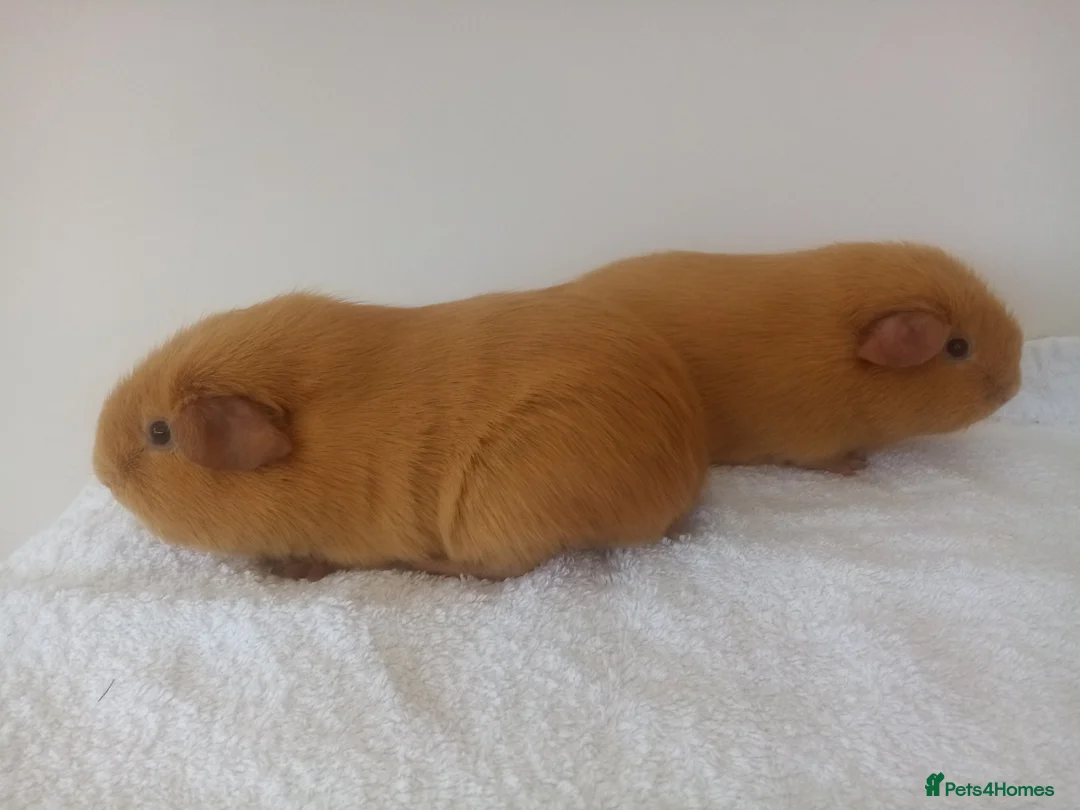 Guinea Pig rodents for sale: Self Guinea pigs  - Advert 3