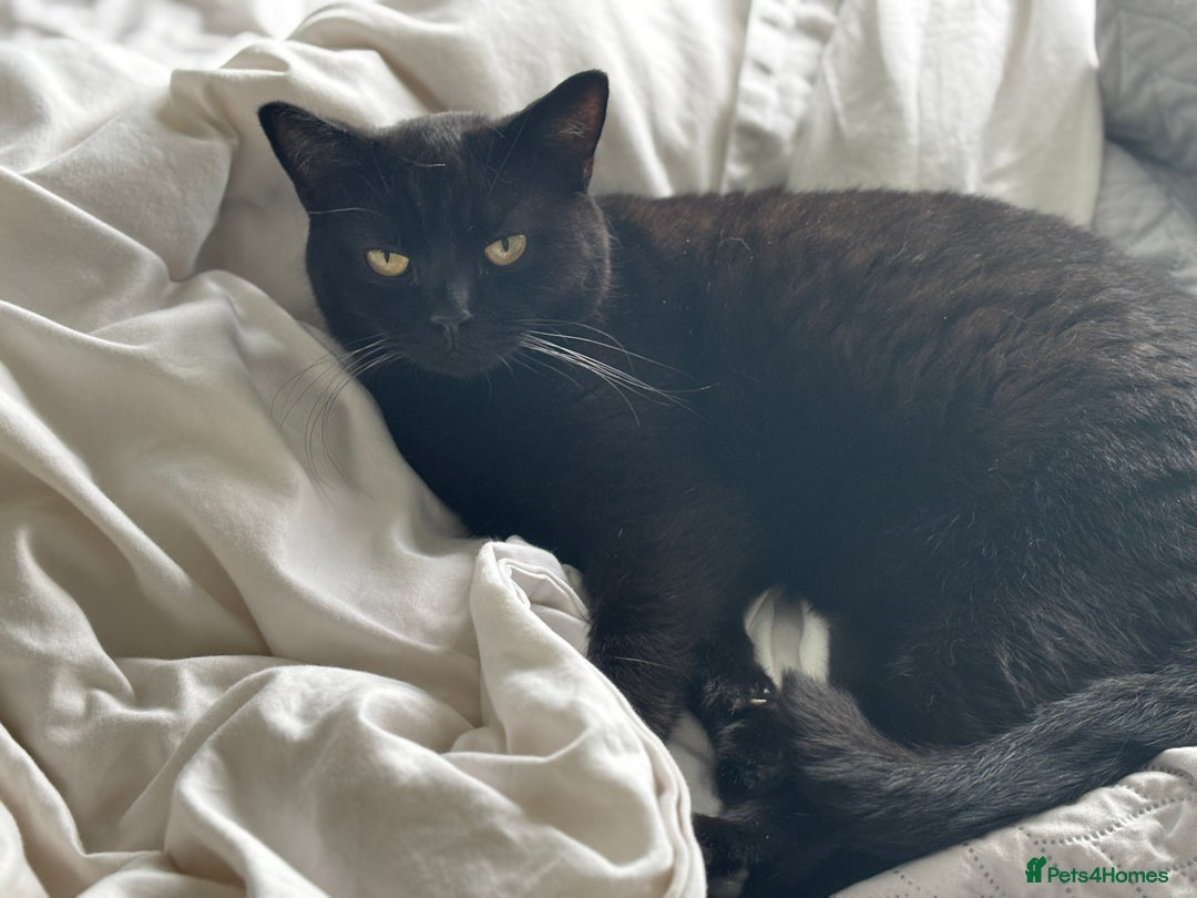 Ragdoll cats for sale: 🐾 Beautiful 4-YearOld Chocolate British Shorthair - Image 3