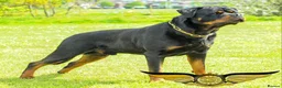 Rottweiler dogs for stud: SUPERB TOP QUALITY KCROTTWEILER FOR STUD **(ACE)** - Advert 4