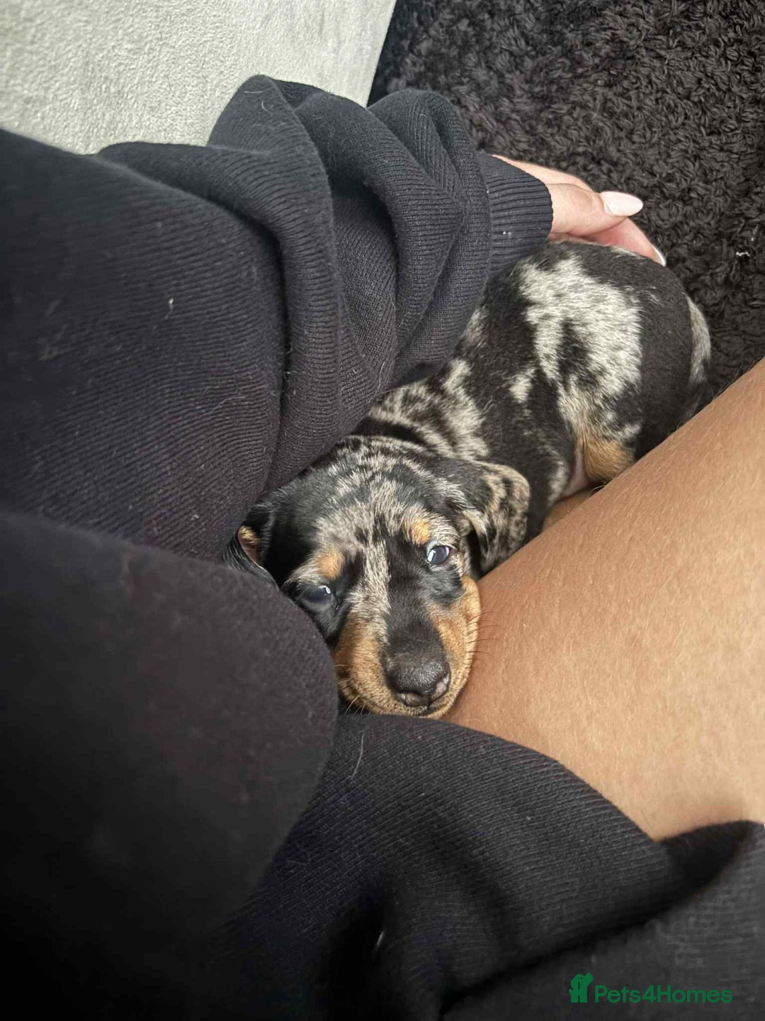 Miniature Dachshund dogs for sale: Venus is a mama to 5! - Image 31