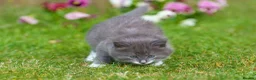Mixed Breed cats for sale: Kittens for sale - Advert 3