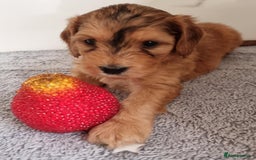 Cockapoo dogs for sale: Cockapoo's - Image 20