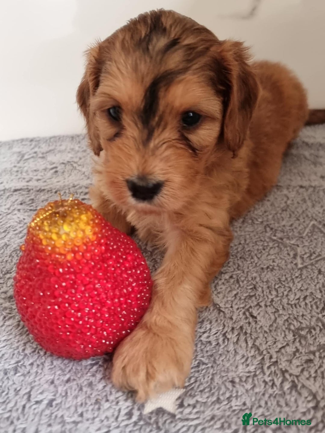 Cockapoo dogs for sale: Cockapoo's - Image 20