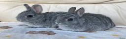 Netherland Dwarf rabbits for sale: 2 handsome pure bred Netherland Dwarf rabbits - Advert 11