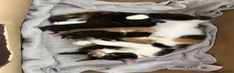 Mixed Breed cats for sale: Gorgeous black and black and white kittens  - Advert 1