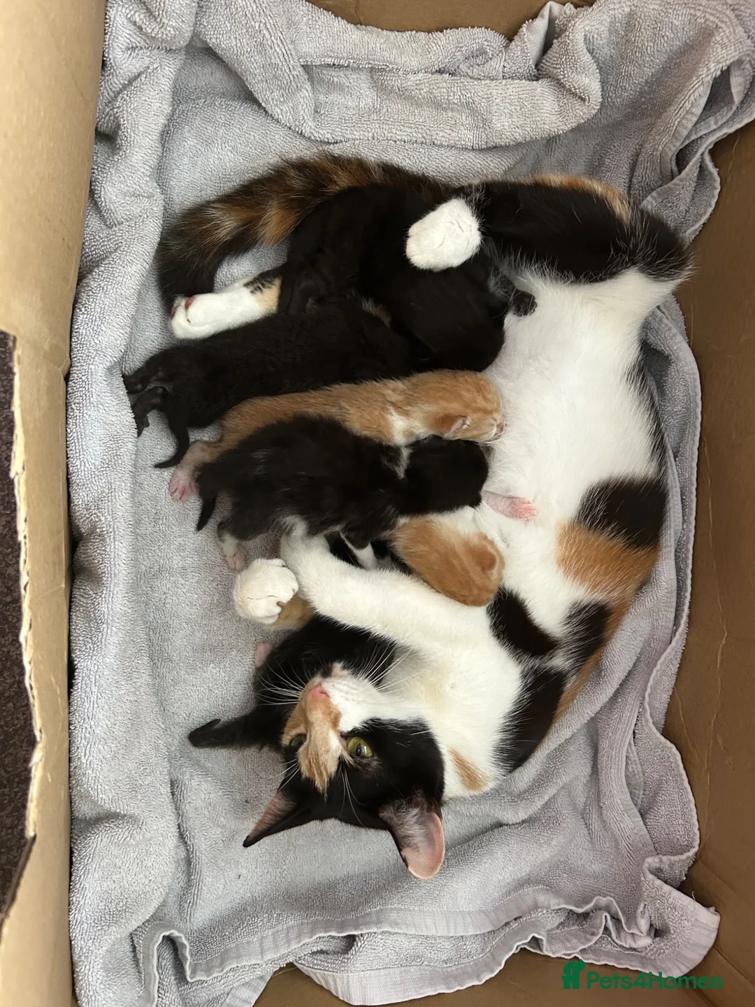 Mixed Breed cats for sale: Gorgeous black and black and white kittens  - Advert 1