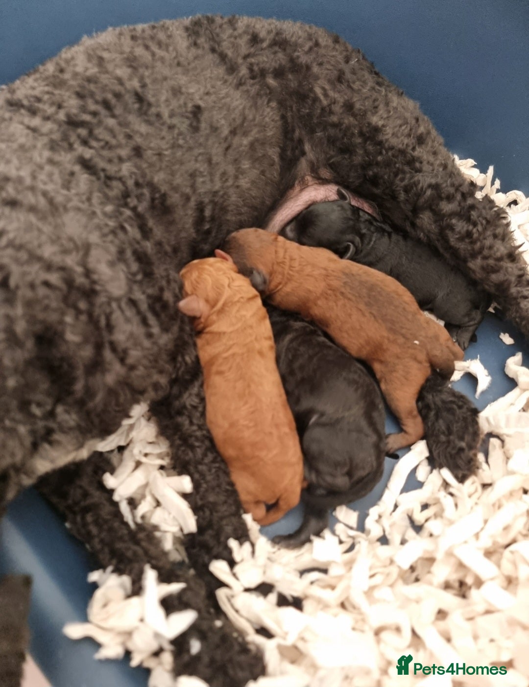 Cockapoo dogs for sale: Adorable best friend pups, sold fully vaccinated - Image 40