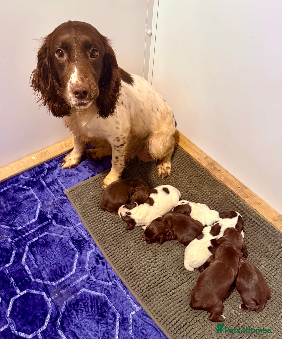 Sprocker dogs for sale: Sprocker spaniel puppies  - Advert 3