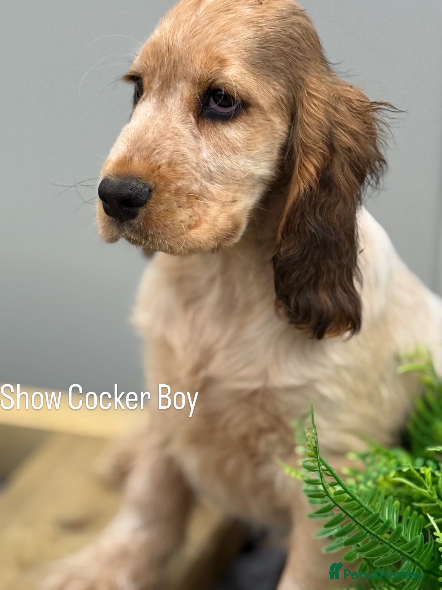 Cocker Spaniel dogs Stunning KC Show Cocker Spaniels ready now  - Advert 8