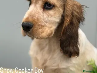 Cocker Spaniel dogs Stunning KC Show Cocker Spaniels ready now - Advert 8