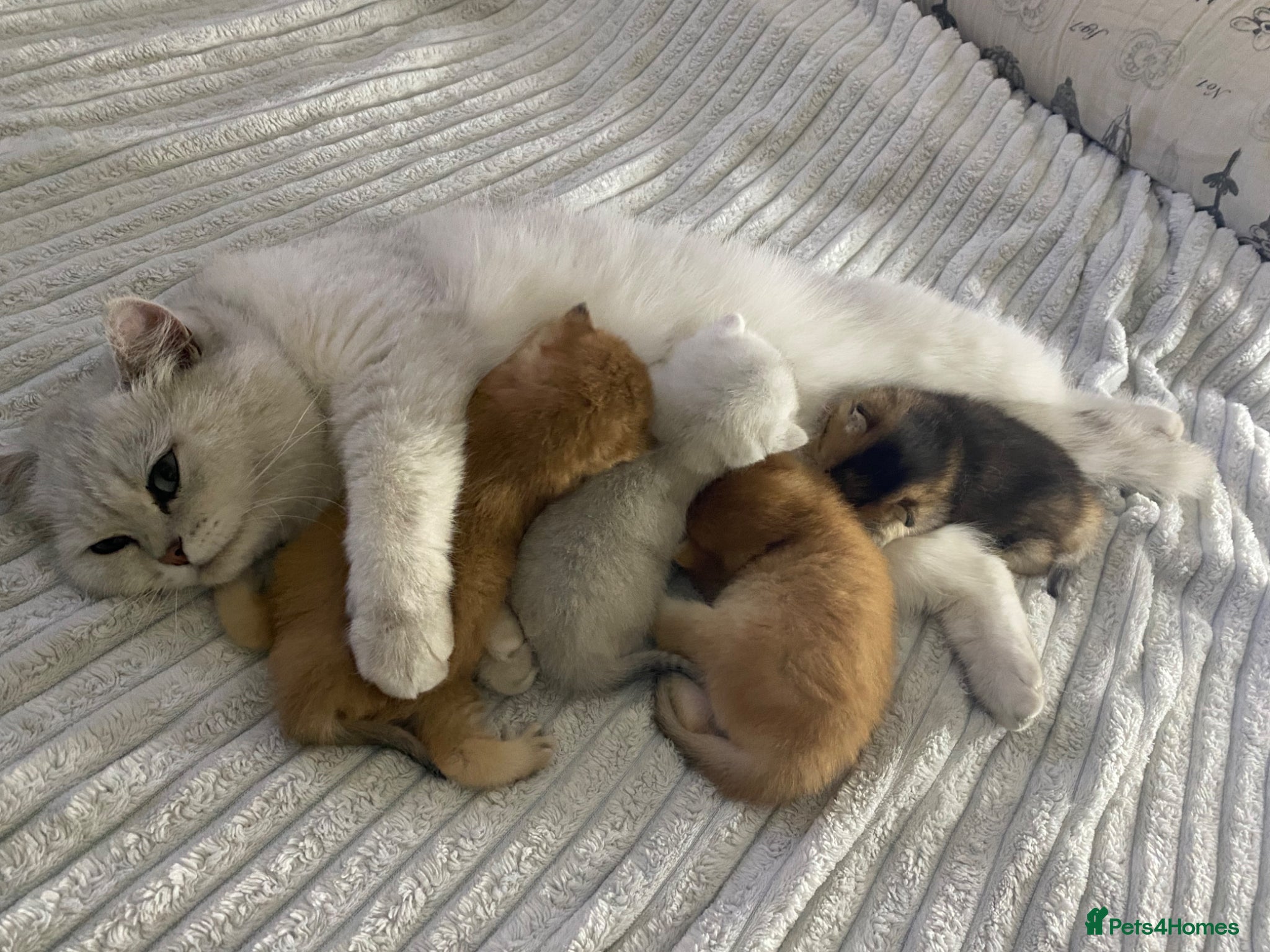 British Shorthair cats for sale: British Shorthair Golden & Silver Kittens  - Advert 2
