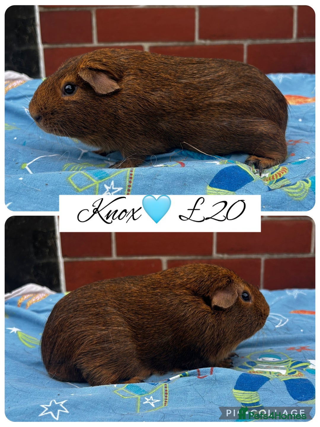 Guinea Pig rodents for sale: Guinea pig boars  - Image 30