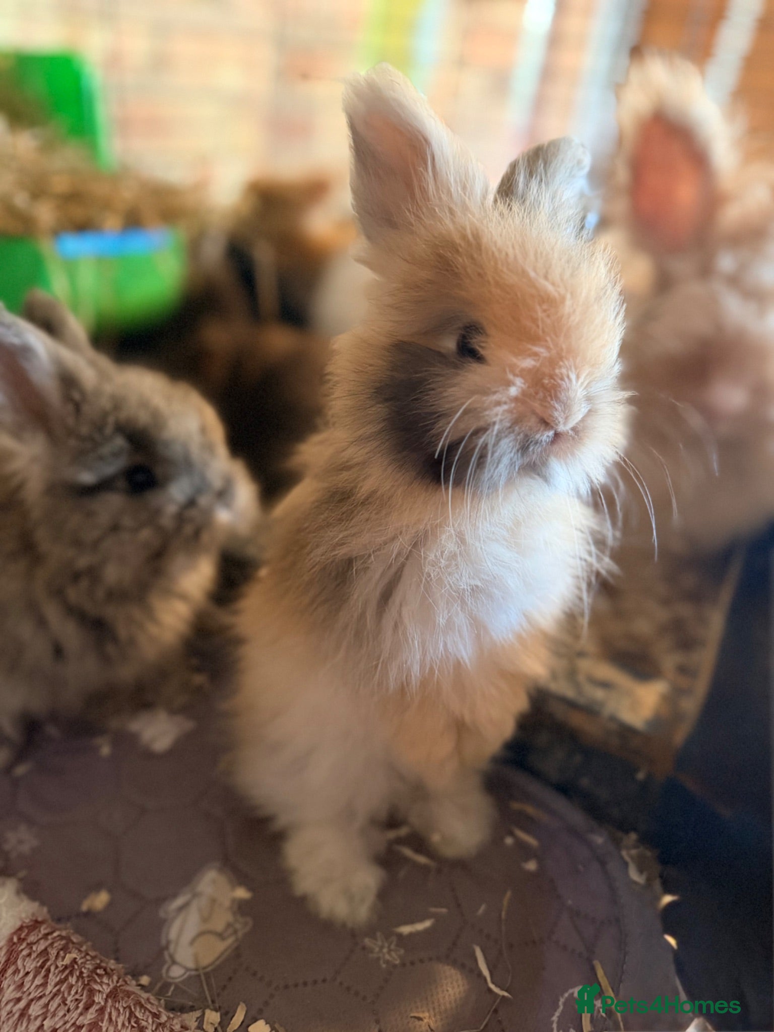 Angora rabbits Angora buns - Advert 1