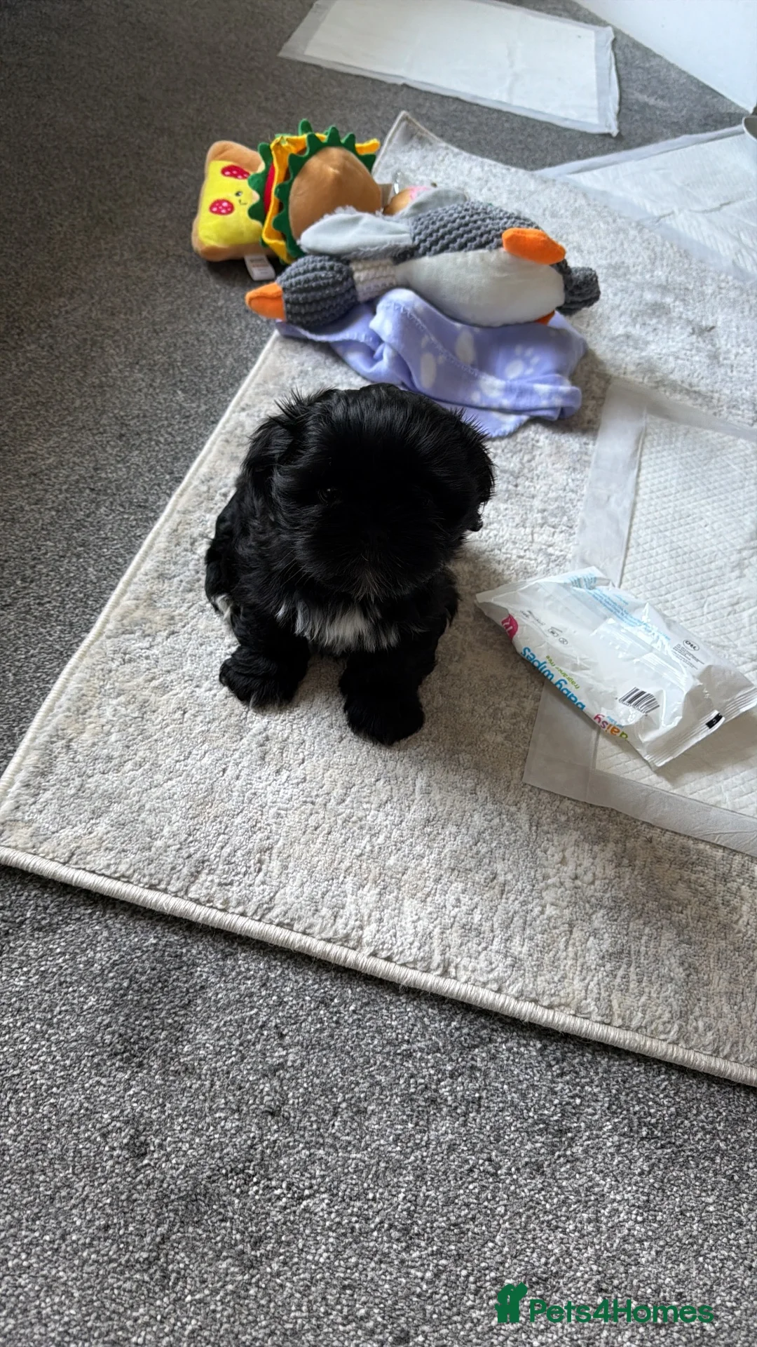 Shih Tzu dogs for sale: Shih zue pup  - Advert 3