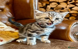 British Shorthair cats for sale: British Shorthair Stunning Kittens - Image 15
