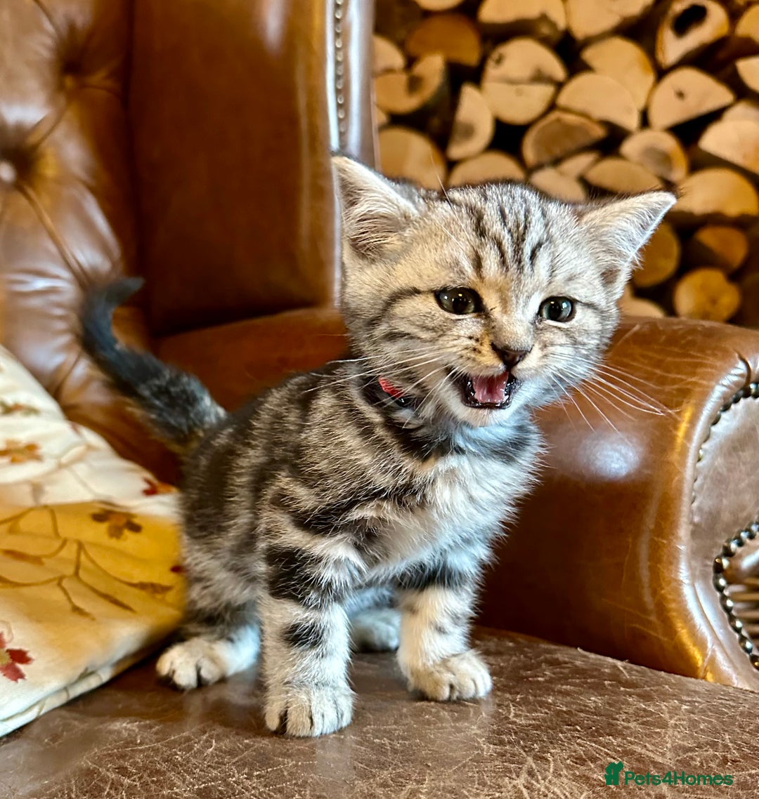 British Shorthair cats for sale: British Shorthair Stunning Kittens - Image 15