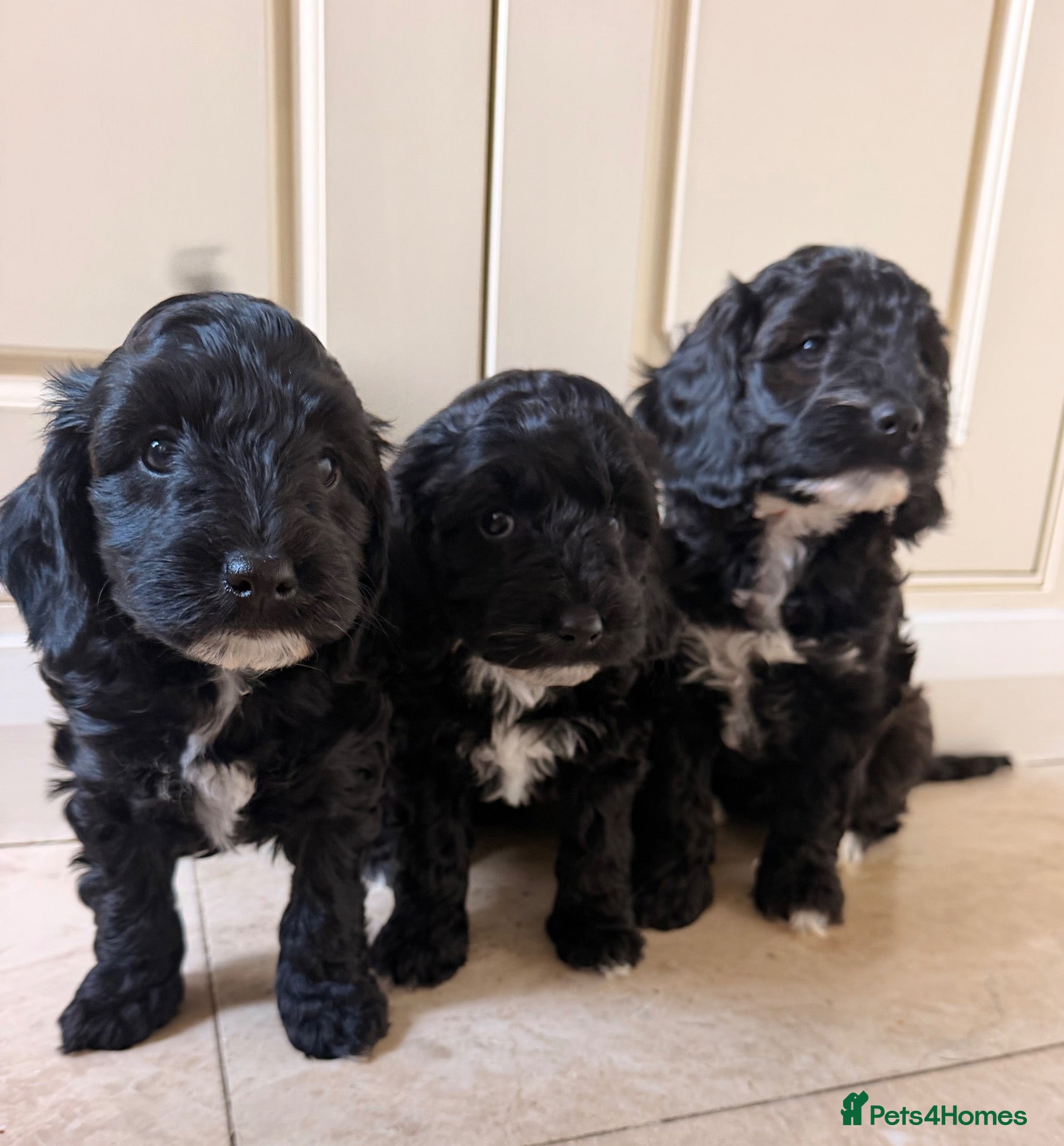 Cockapoo dogs Beautiful cockerpoo puppies  - Advert 1
