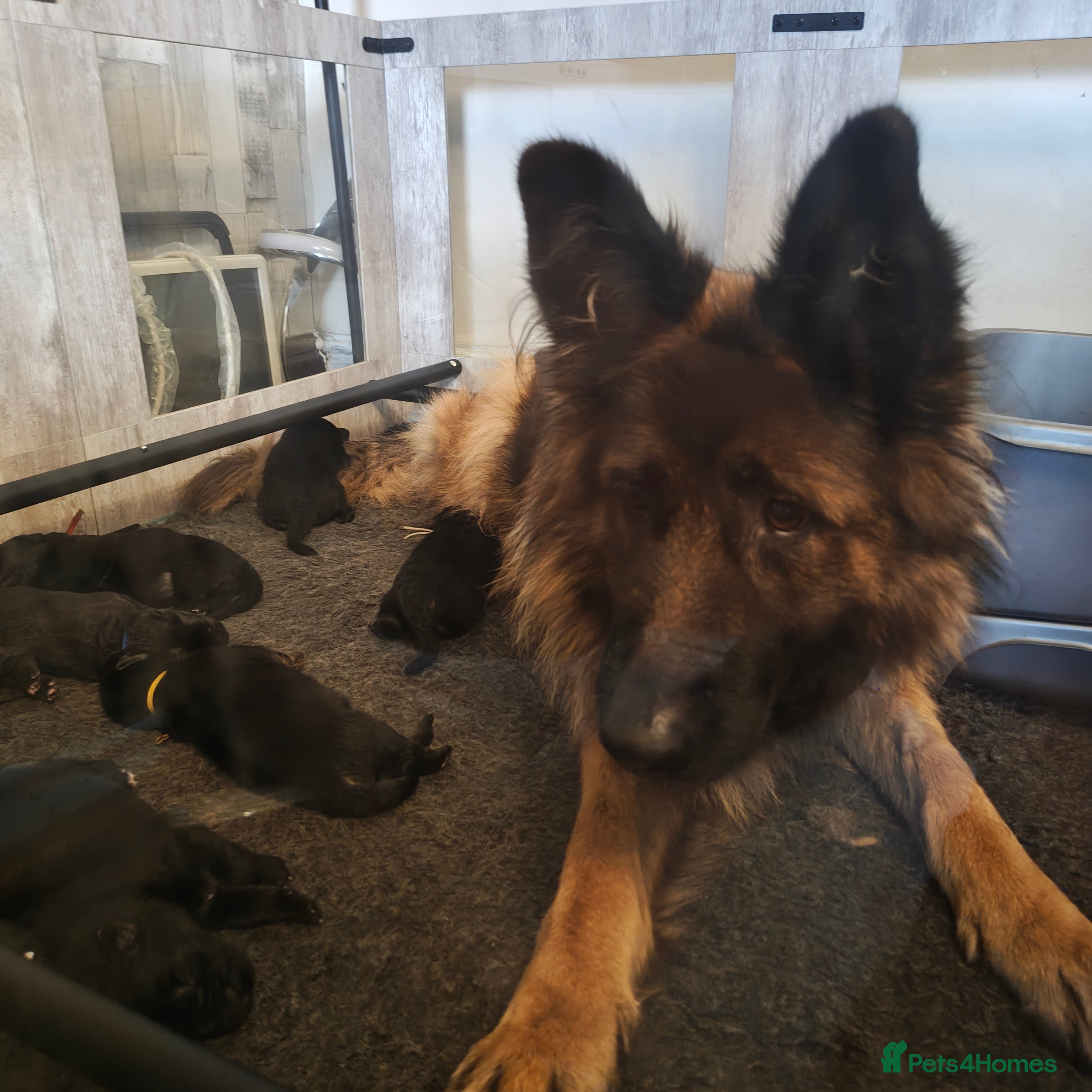 German Shepherd dogs for sale: Beautiful top quality long haired German shepherds - Advert 2