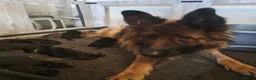 German Shepherd dogs for sale: Beautiful top quality long haired German shepherds - Advert 12