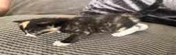 Mixed Breed cats for sale: Maine coon x ragdoll x kittens - Advert 15