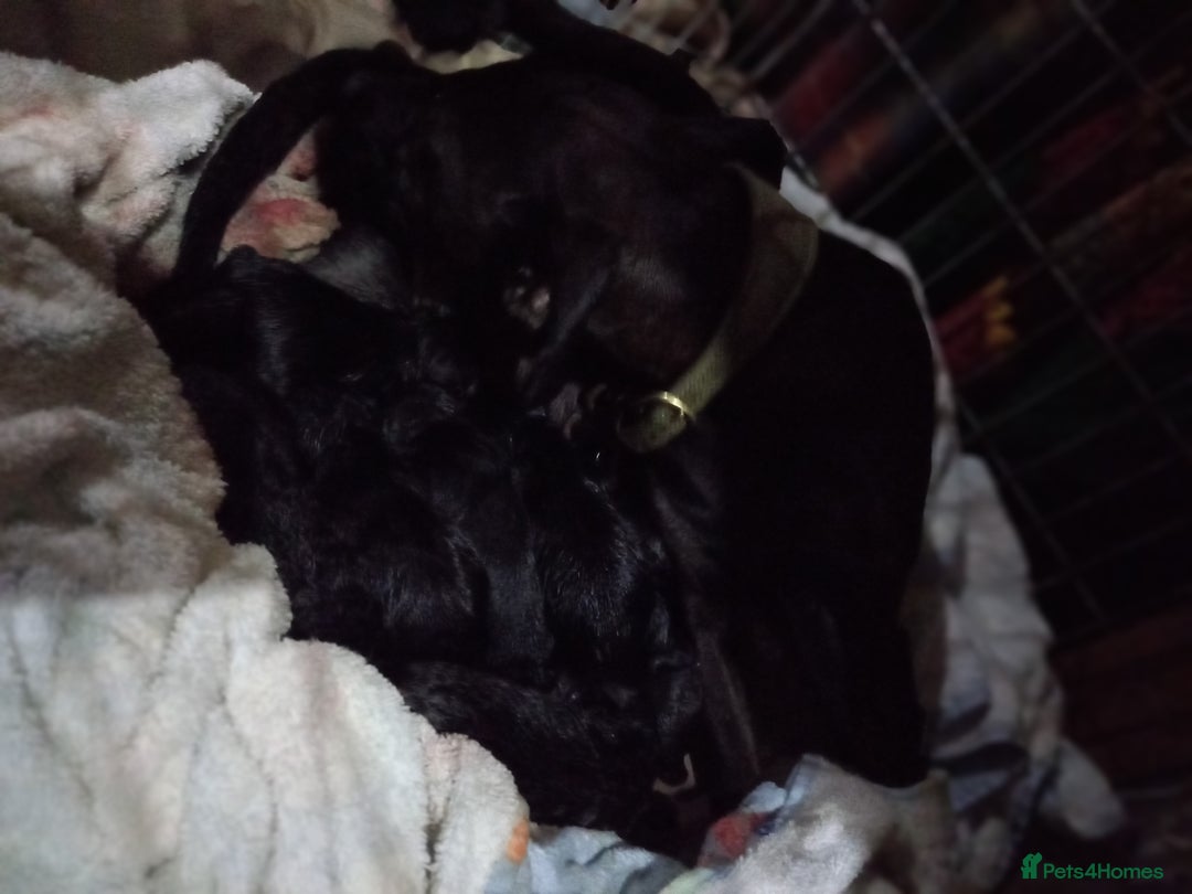 Patterdale Terrier dogs for sale: Super cute good strong healthy pups - Image 1