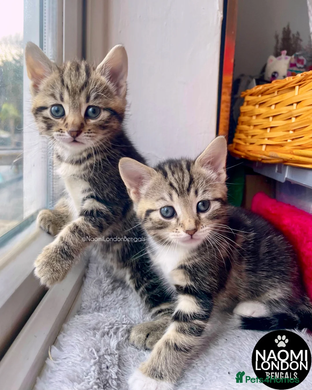 Bengal cats for sale: 💙🩵 BENGAL KITTENS 🩵💙 2 AVAILABLE! 🔥🔥 - Advert 1
