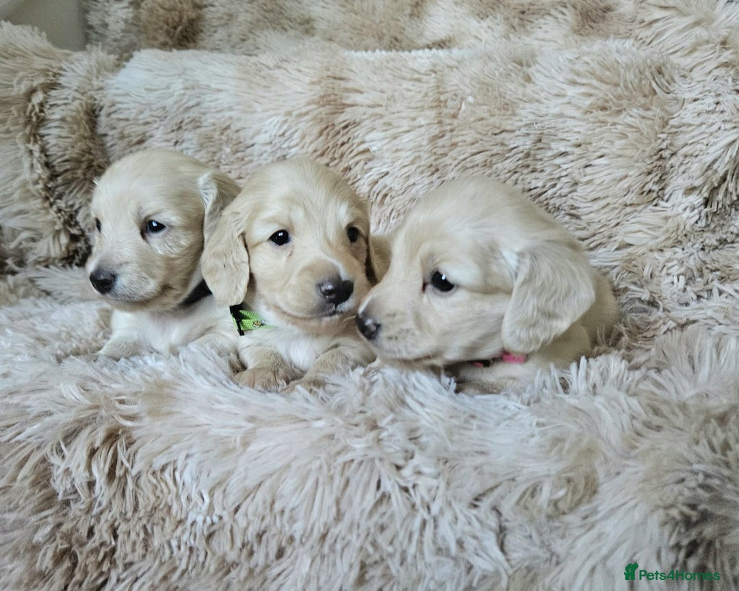 Miniature Dachshund dogs for sale: Beautiful long haired mini dachshunds - Advert 17