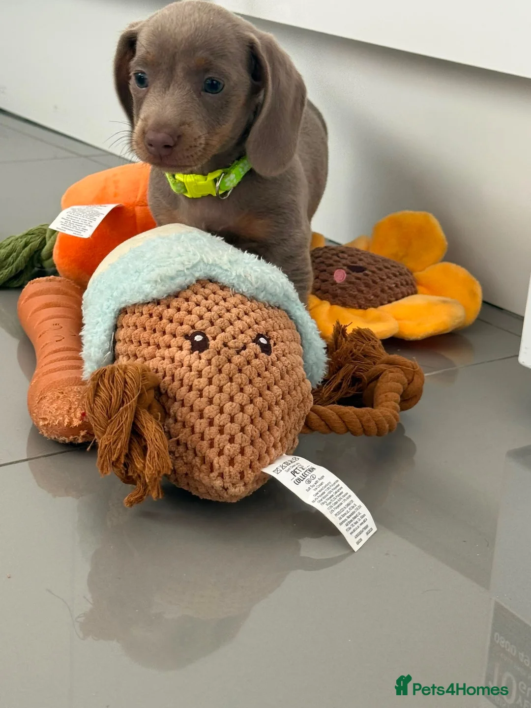 Miniature Dachshund dogs for sale: Miniature Dachshund Puppies in Bradford - Advert 2