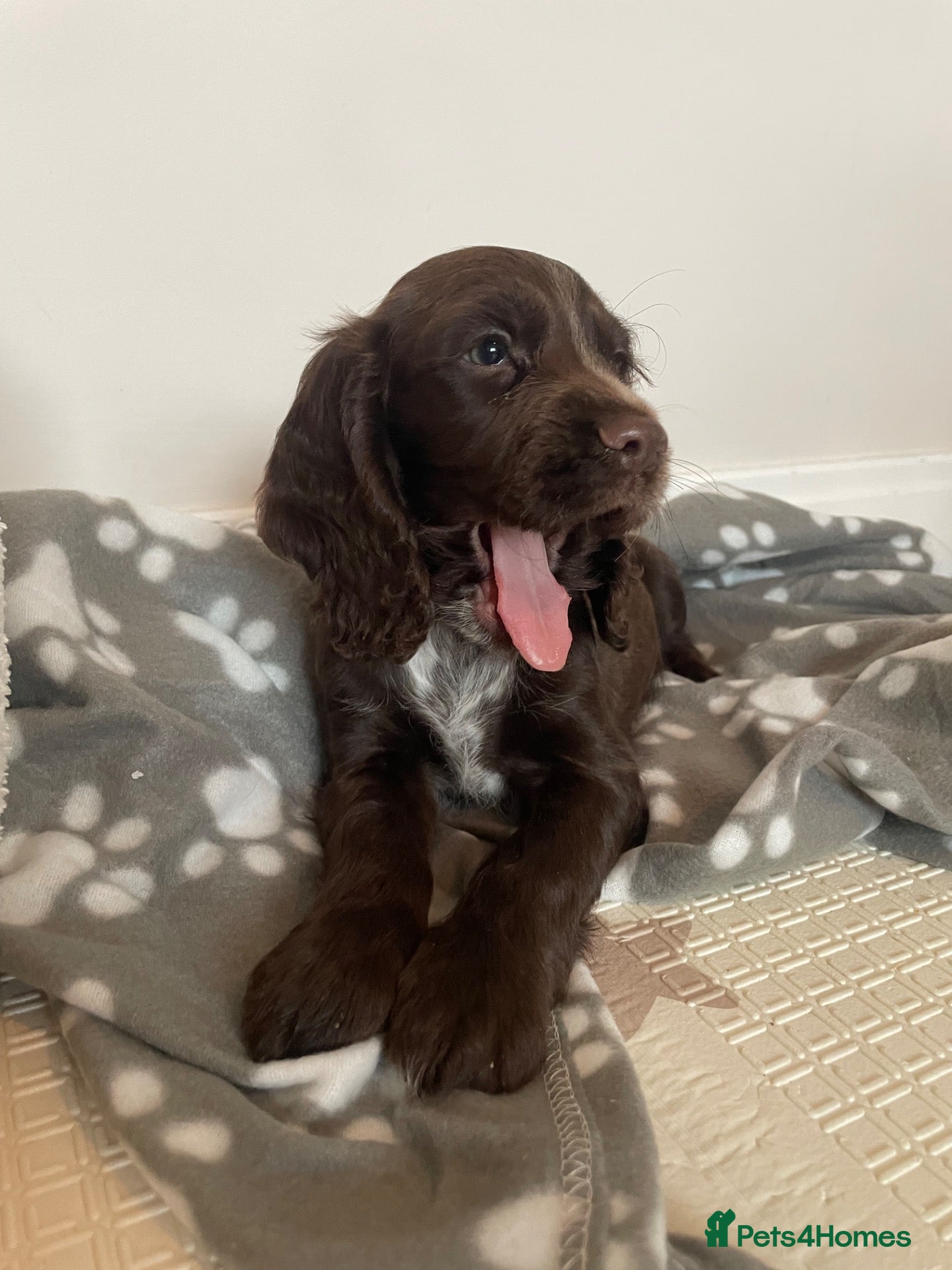 Cocker Spaniel dogs beautiful KC working cocker spaniel pups  - Advert 5