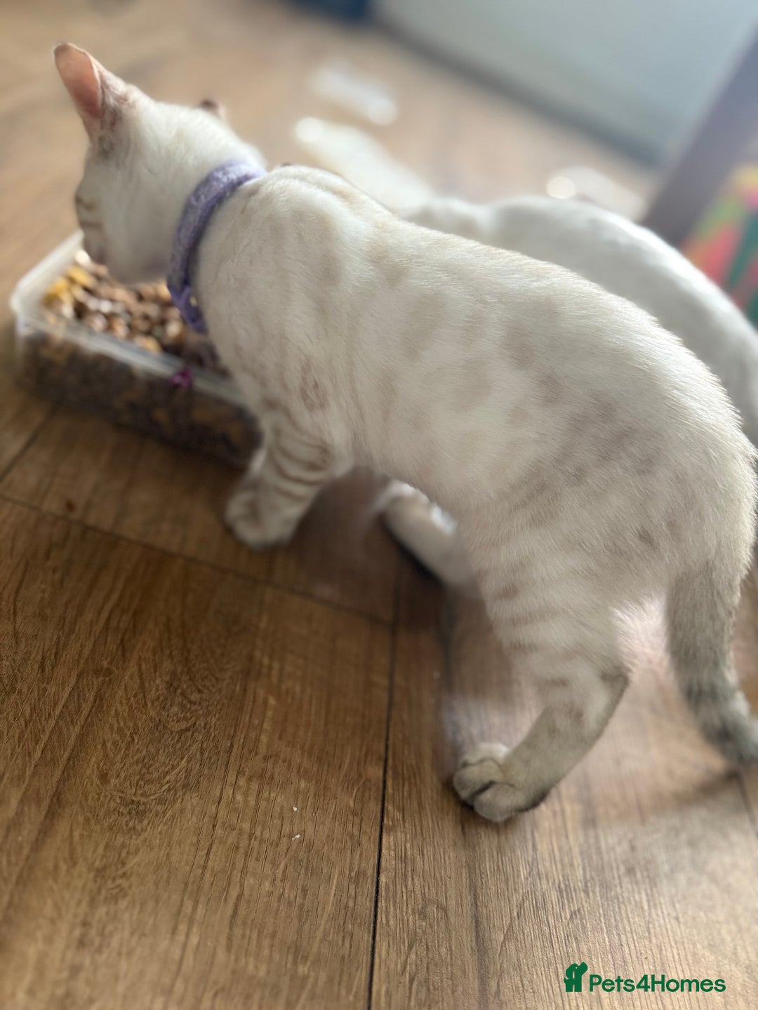 Bengal cats for sale: Snow Lynx Bengal Kittens - Image 19