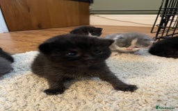 Mixed Breed cats for sale: British Shorthair x Ragdoll - mixed prices  - Image 6