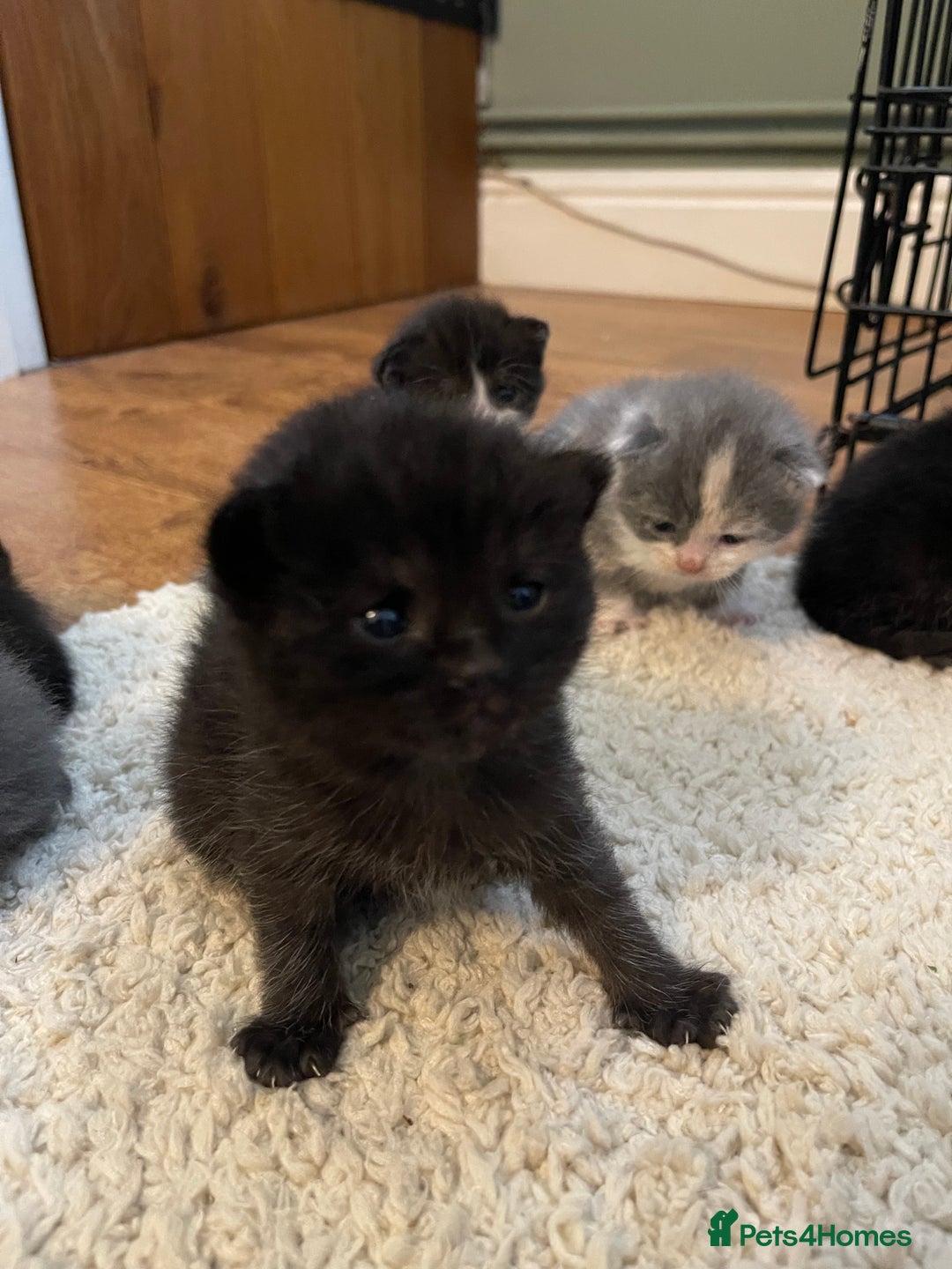 Mixed Breed cats for sale: British Shorthair x Ragdoll - mixed prices  - Image 6