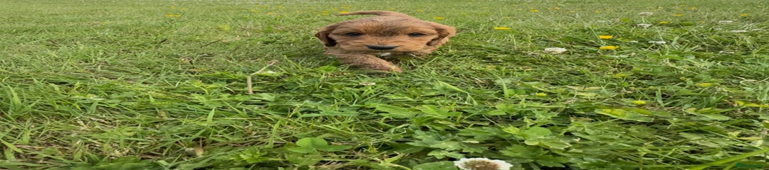 Cockapoo Puppy 4