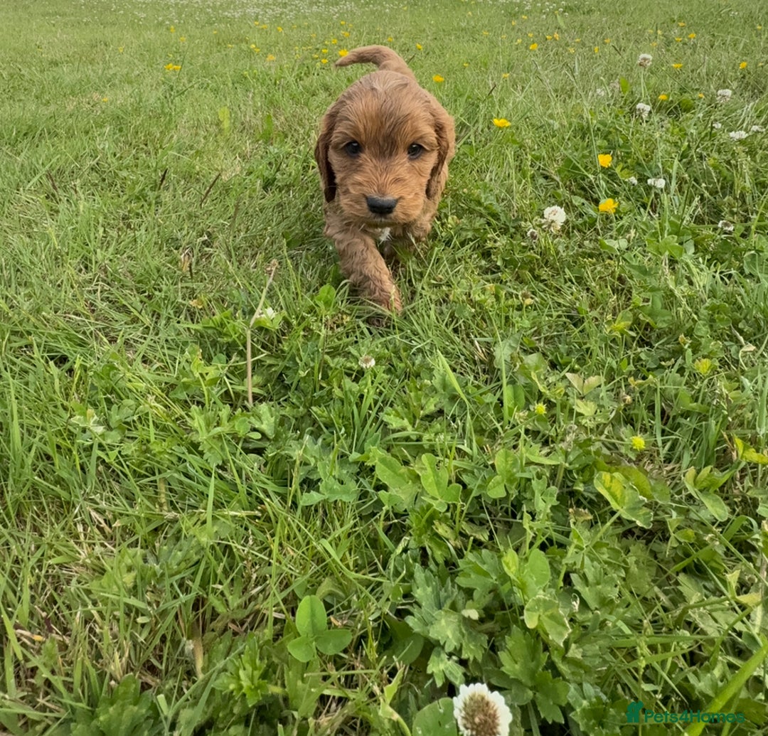 Cockapoo dogs for sale: Beautiful Cockapoo Puppies  - Image 18