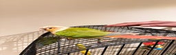 Budgerigars birds for sale: Beautiful Pineapple Conures- Tame and not Tame!! - Advert 5