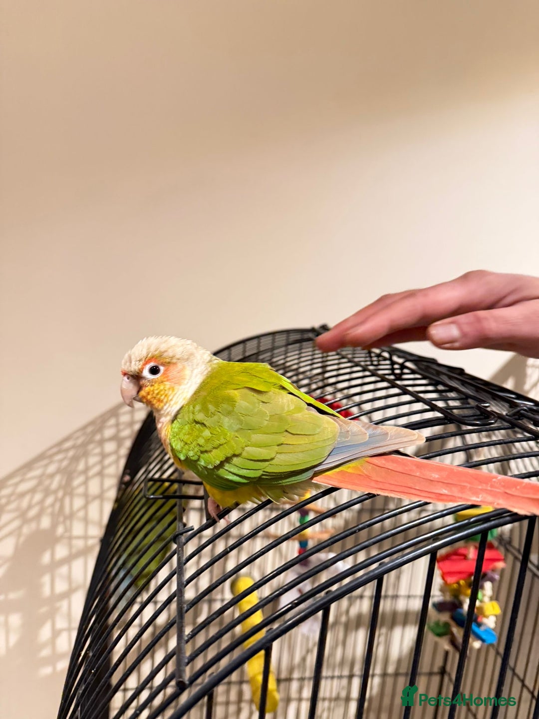 Budgerigars birds for sale: Beautiful Pineapple Conures- Tame and not Tame!! - Advert 5