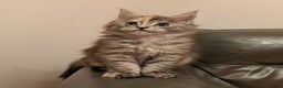 Maine Coon cats for sale: Maine coon kittens - Advert 4