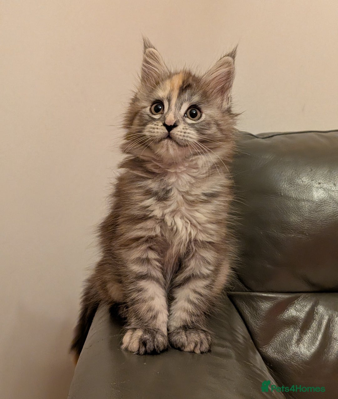 Maine Coon cats for sale: Maine coon kittens - Advert 4