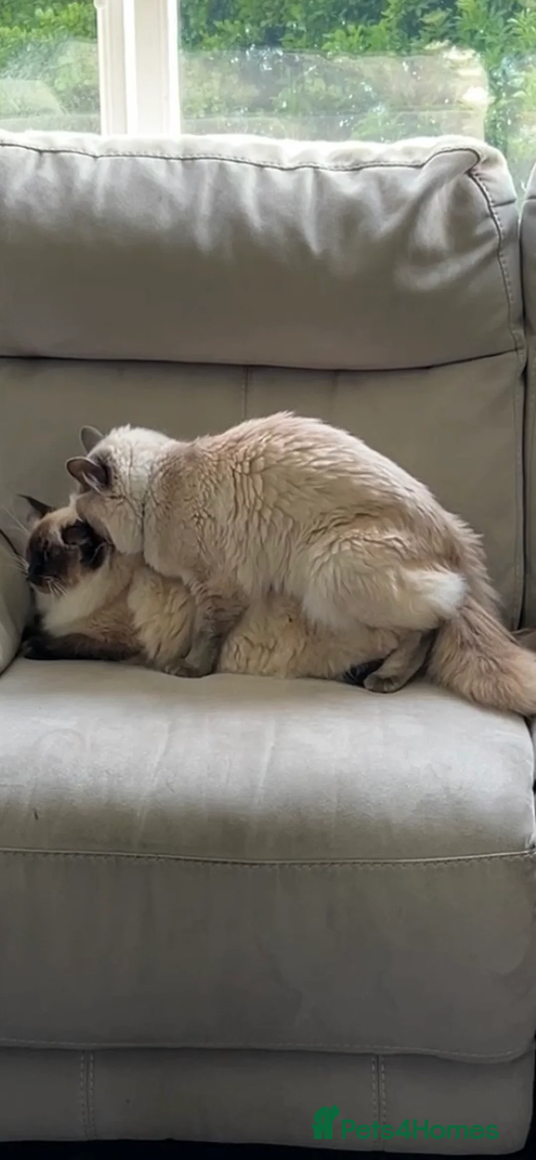 Ragdoll cats for stud: Rare Beautiful Proven Stud Lilac Ragdoll   - Advert 2